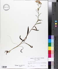 Aster surculosus image