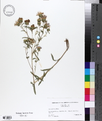 Aster surculosus image