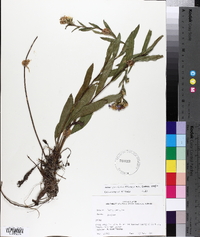 Aster surculosus image