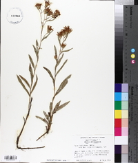 Aster surculosus image