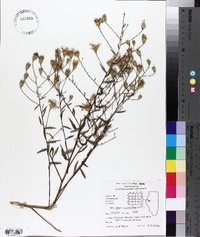 Aster turbinellus image