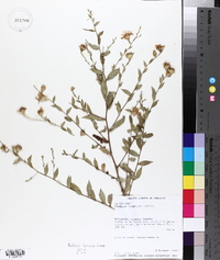 Aster turbinellus image