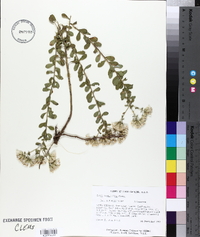 Sericocarpus tortifolius image