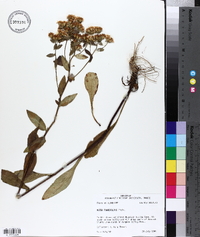 Sericocarpus tortifolius image