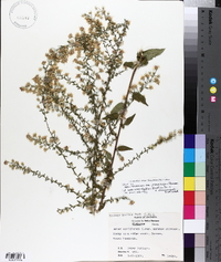 Aster texanus image