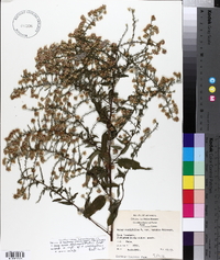 Aster texanus var. parviceps image