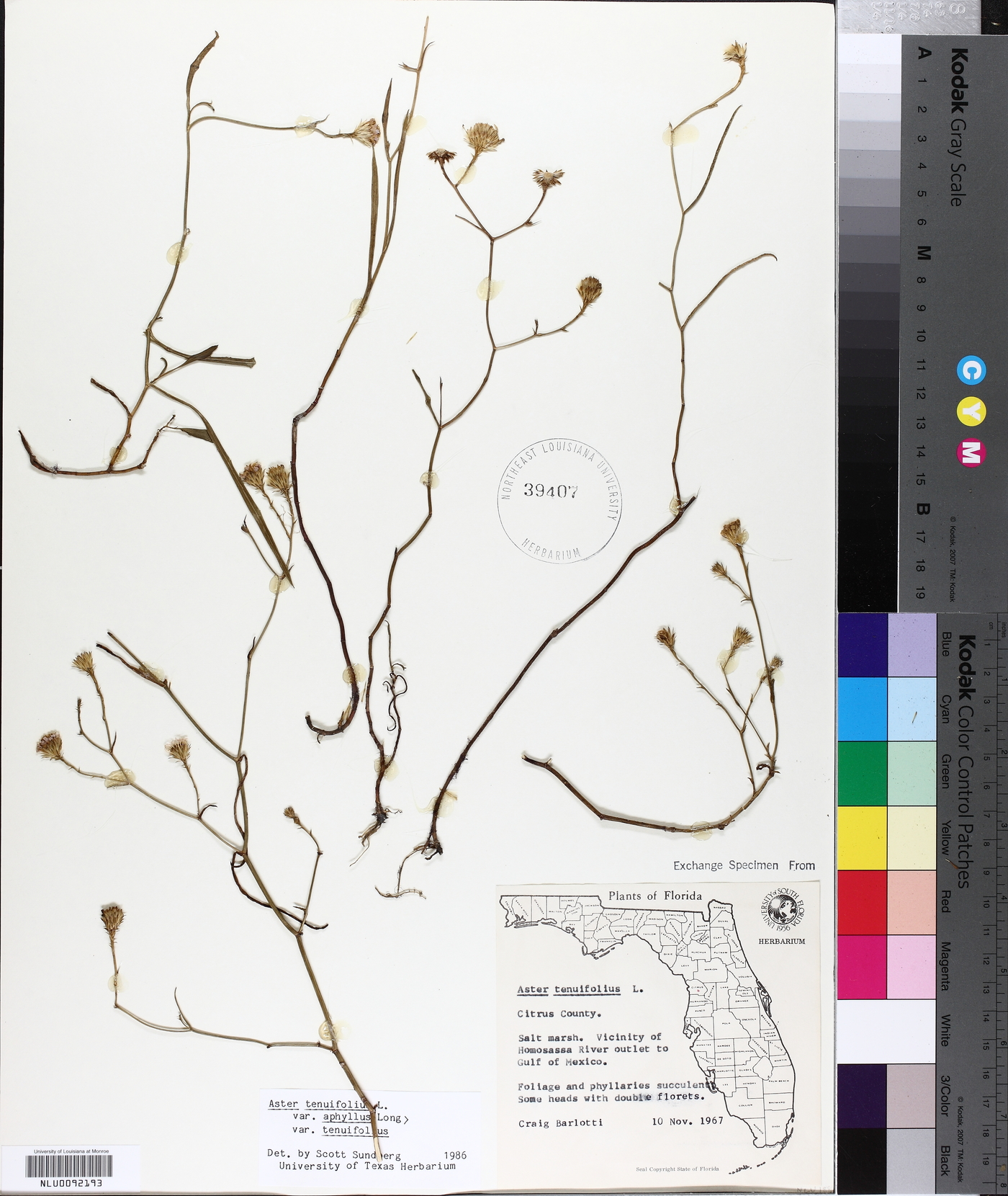 Aster tenuifolius image