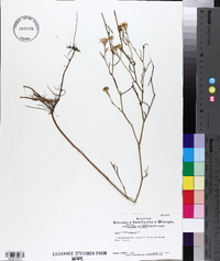 Aster tenuifolius image