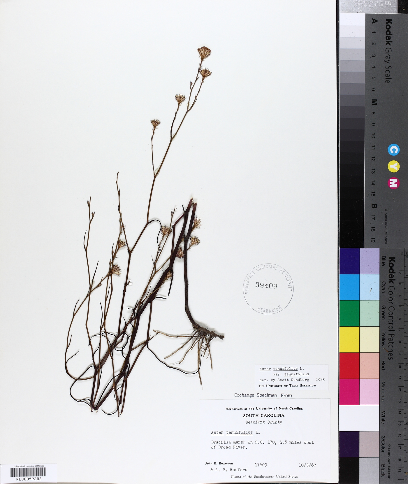 Aster tenuifolius var. tenuifolius image