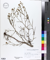 Aster tenuifolius image