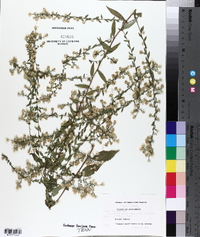 Symphyotrichum racemosum image