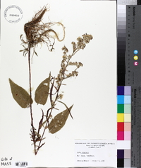 Symphyotrichum racemosum image