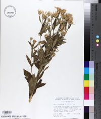 Aster ledophyllus image