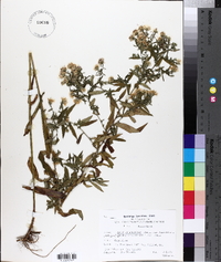 Symphyotrichum lateriflorum var. hirsuticaule image