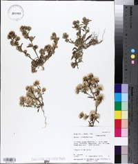 Aster lonchophyllus image