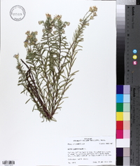 Ionactis linariifolia image