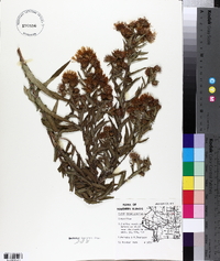 Symphyotrichum novae-angliae image