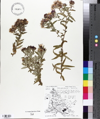 Symphyotrichum novae-angliae image