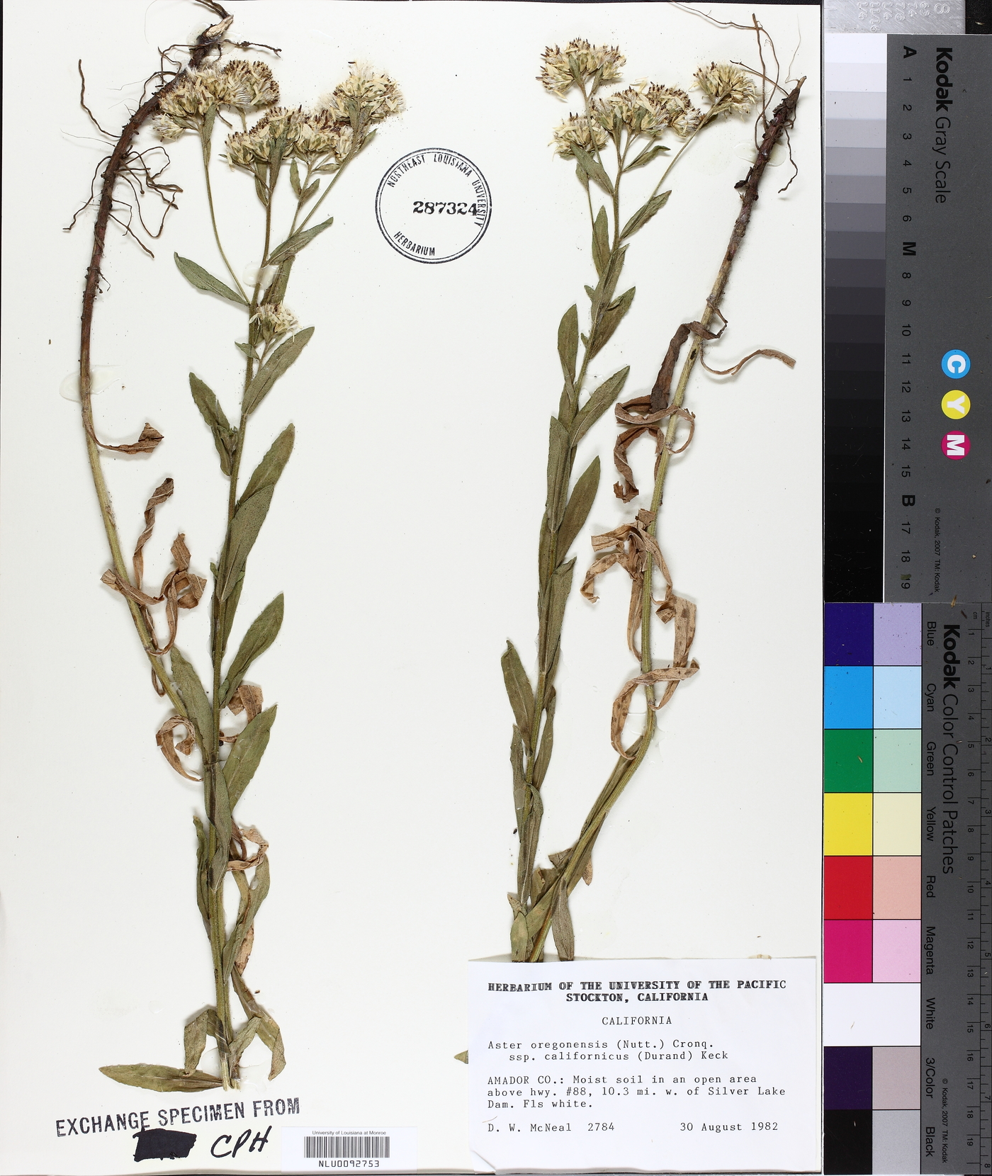 Aster oregonensis subsp. californicus image