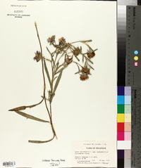 Aster hemisphericus image