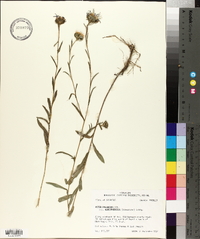 Aster hemisphericus image