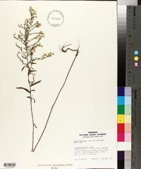 Aster parviceps image