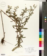 Symphyotrichum pilosum var. pilosum image