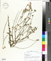 Aster gracilis image