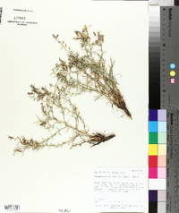 Pleiacanthus spinosus image