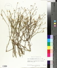 Stephanomeria pauciflora image