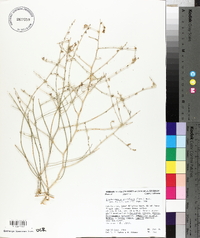 Stephanomeria pauciflora image