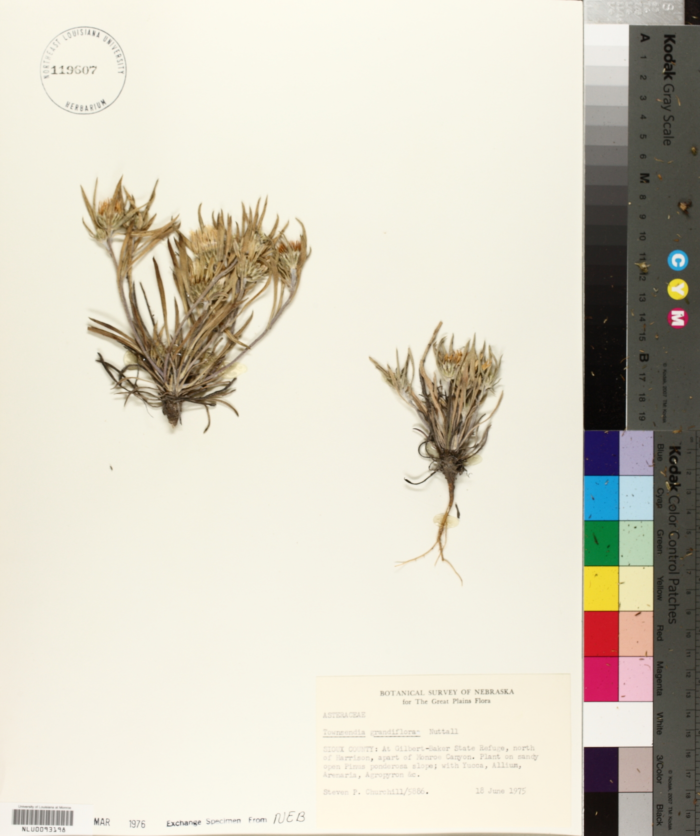 Townsendia grandiflora image