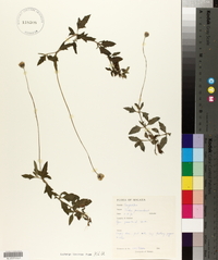 Tridax procumbens image