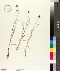 Tridax balbisioides image