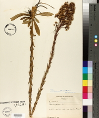 Trilisa paniculata image