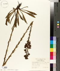 Trilisa paniculata image