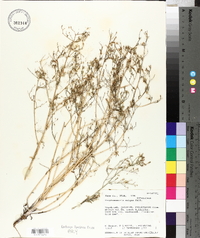 Stephanomeria exigua image