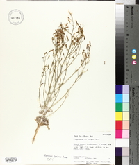 Stephanomeria exigua image