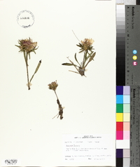 Stokesia laevis image