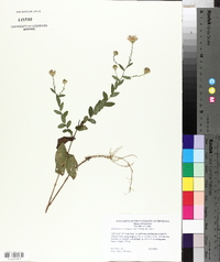 Symphyotrichum patens var. patens image