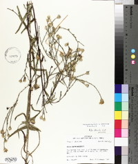 Symphyotrichum laeve var. purpuratum image