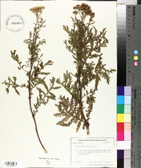 Tanacetum vulgare image