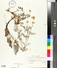 Tanacetum cinerariifolium image