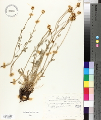Tanacetum cinerariifolium image