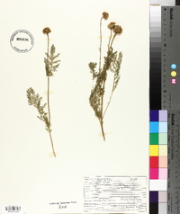 Tanacetum huronense image