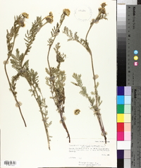 Tanacetum bipinnatum subsp. huronense image