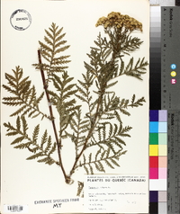 Tanacetum vulgare image