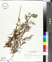 Tanacetum vulgare image