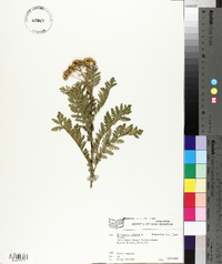 Tanacetum vulgare image