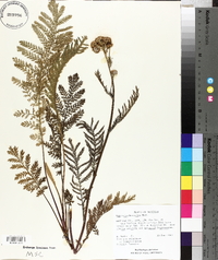 Tanacetum huronense image